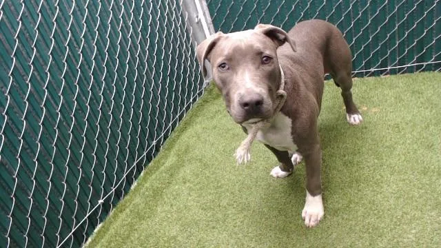 A young medium-sized male Pit Bull Terrier dog named Matt for adoption in Downey, CA