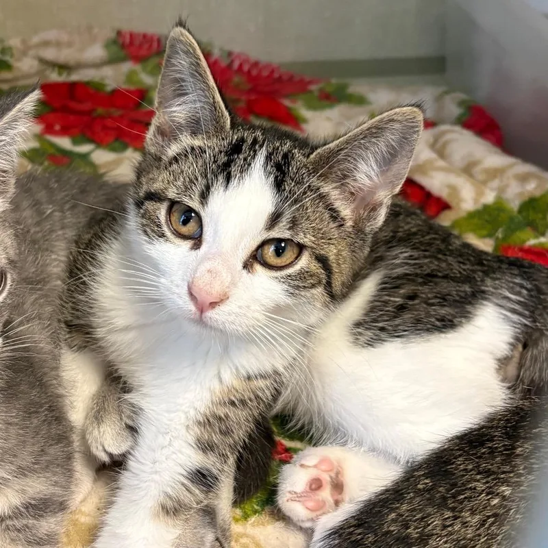 A baby small-sized male Brown / Chocolate Domestic Short Hair cat named Stephen Colbert for adoption in Monroe, MI