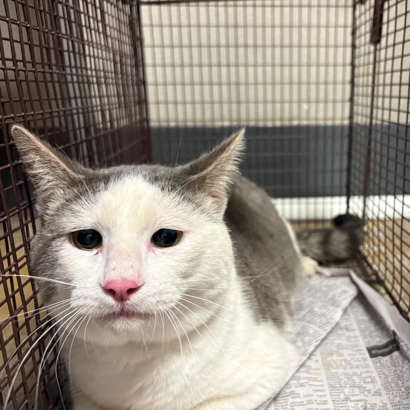 A young large-sized male Gray / Blue / Silver American Shorthair cat named Daniel Tiger for adoption in Yuma, AZ