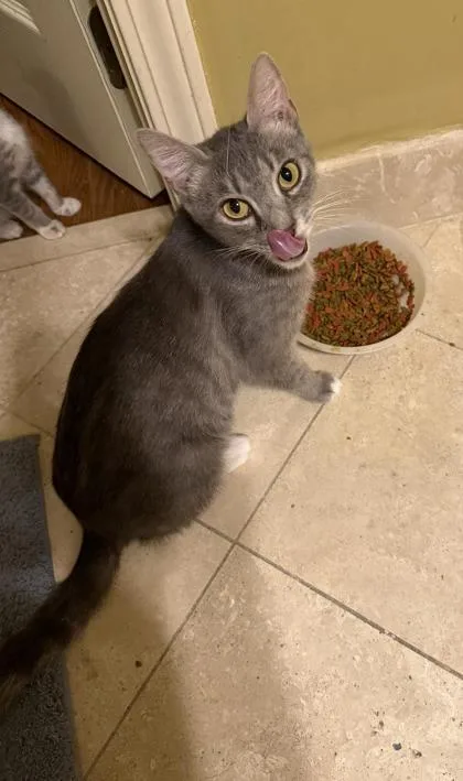 An adult small-sized female Domestic Short Hair cat named Iris for adoption in Lawrenceville, GA