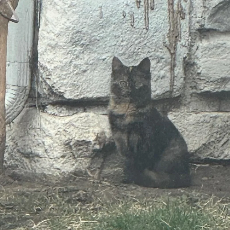 A baby small-sized female Tortoiseshell Domestic Short Hair cat named Brenda for adoption in Overland Park, KS