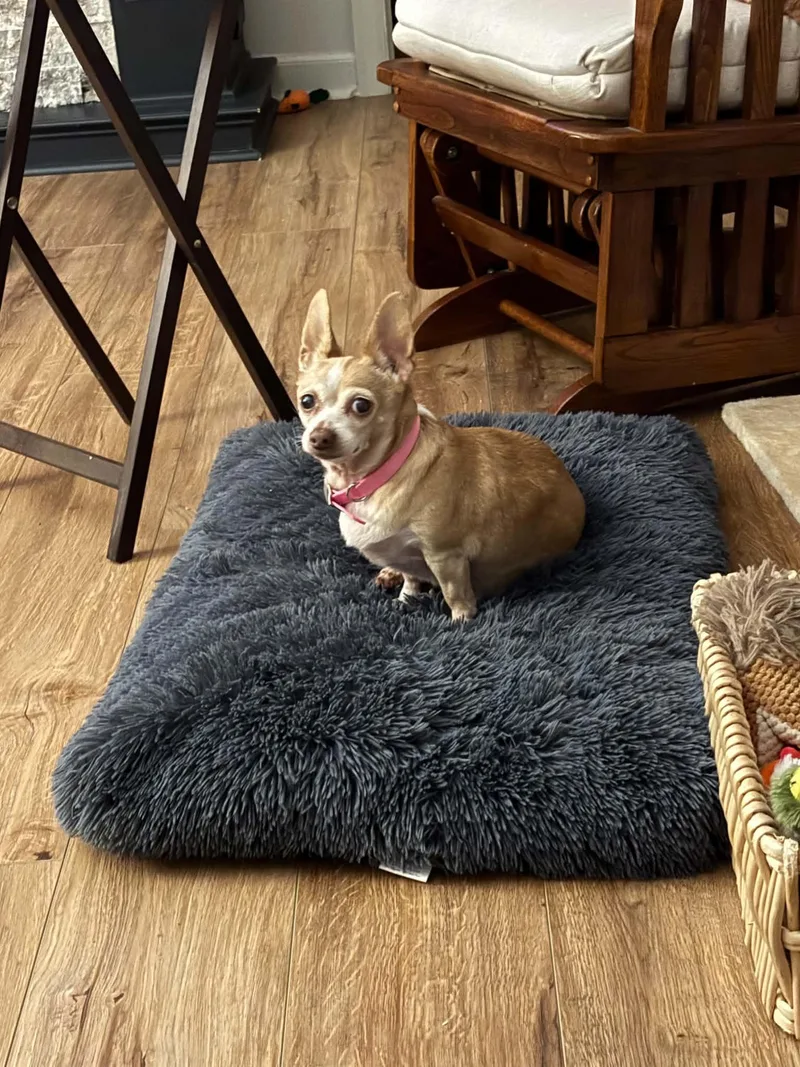 A senior small-sized female Chihuahua dog named Nell for adoption in Knoxville, TN