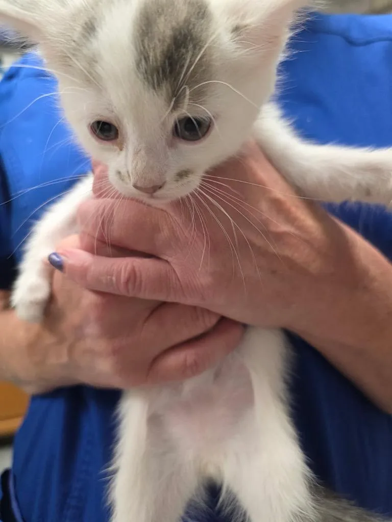 A baby small-sized male Domestic Short Hair cat named Dollar Dog for adoption in Ewing, NJ