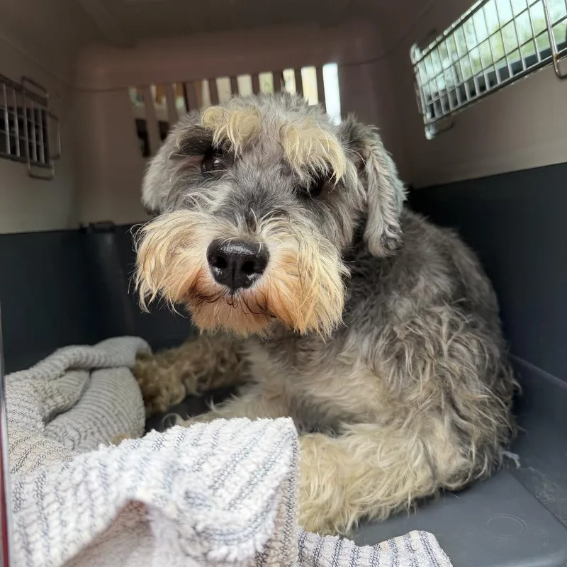 An adult small-sized male Gray / Blue / Silver Miniature Schnauzer dog named Viktor for adoption in Northbrook, IL