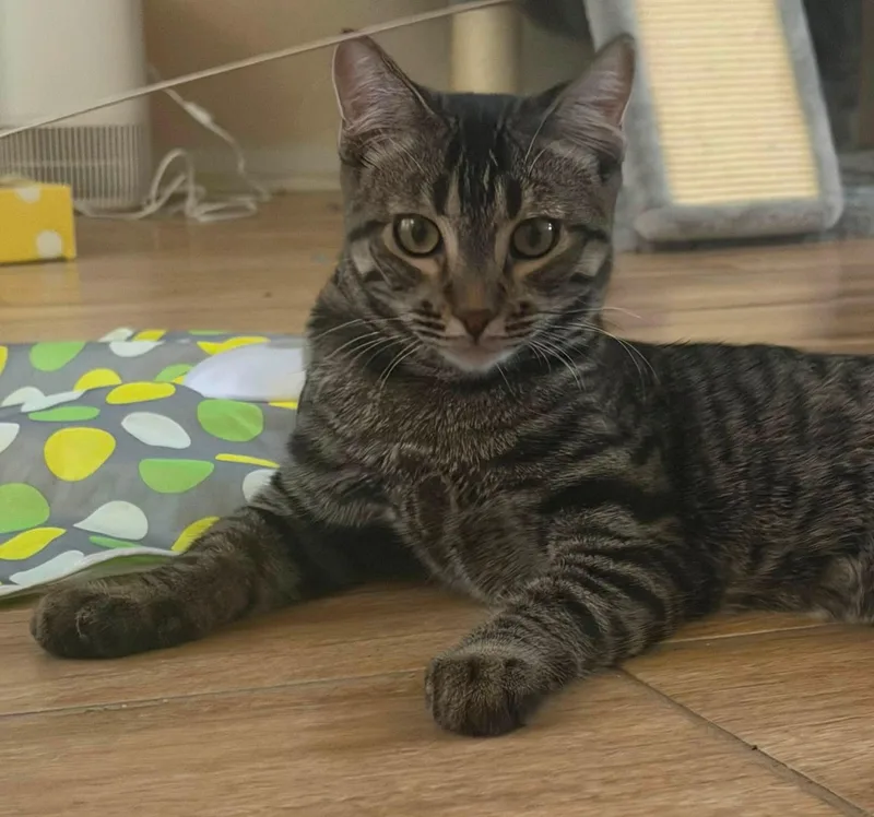 A baby medium-sized female Tabby (Brown / Chocolate) Domestic Short Hair cat named Alara for adoption in Queen Creek, AZ