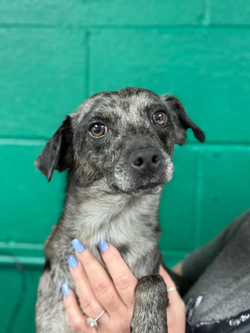 An adult small-sized female Gray / Blue / Silver Cattle Dog dog named Sassy for adoption in Blue Springs, MO