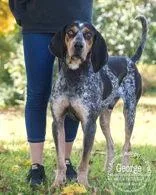 An adult large-sized male Bluetick Coonhound dog named George for adoption in Newport, KY