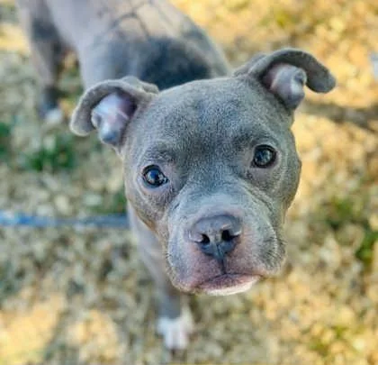 An adult medium-sized male Mixed Breed dog named Cobain for adoption in West Chester, PA