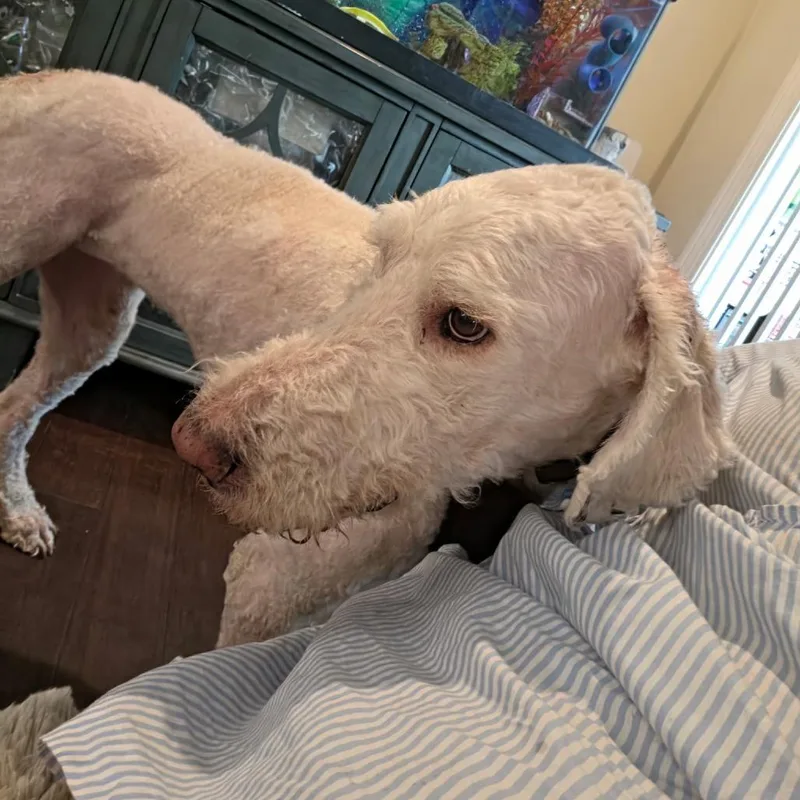 An adult large-sized male White / Cream Standard Poodle dog named Yeti for adoption in Bessemer, AL