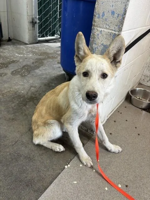 A young large-sized male German Shepherd Dog dog named Logan for adoption in San Bernardino, CA