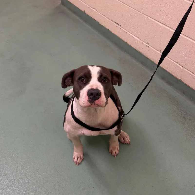 A young medium-sized female White / Cream Mixed Breed dog named Bellie for adoption in Memphis, TN