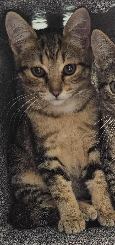 A baby small-sized male Domestic Short Hair cat named Coriander for adoption in Athens, TN
