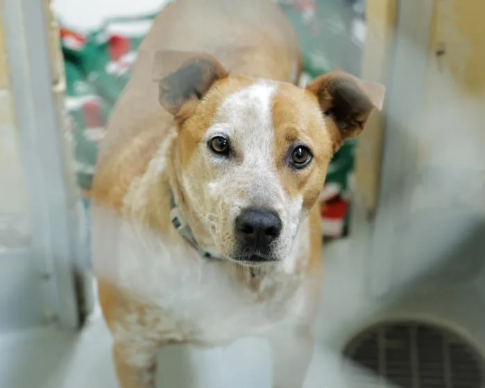 An adult large-sized male Australian Cattle Dog / Blue Heeler dog named Sriracha for adoption in Tulsa, OK