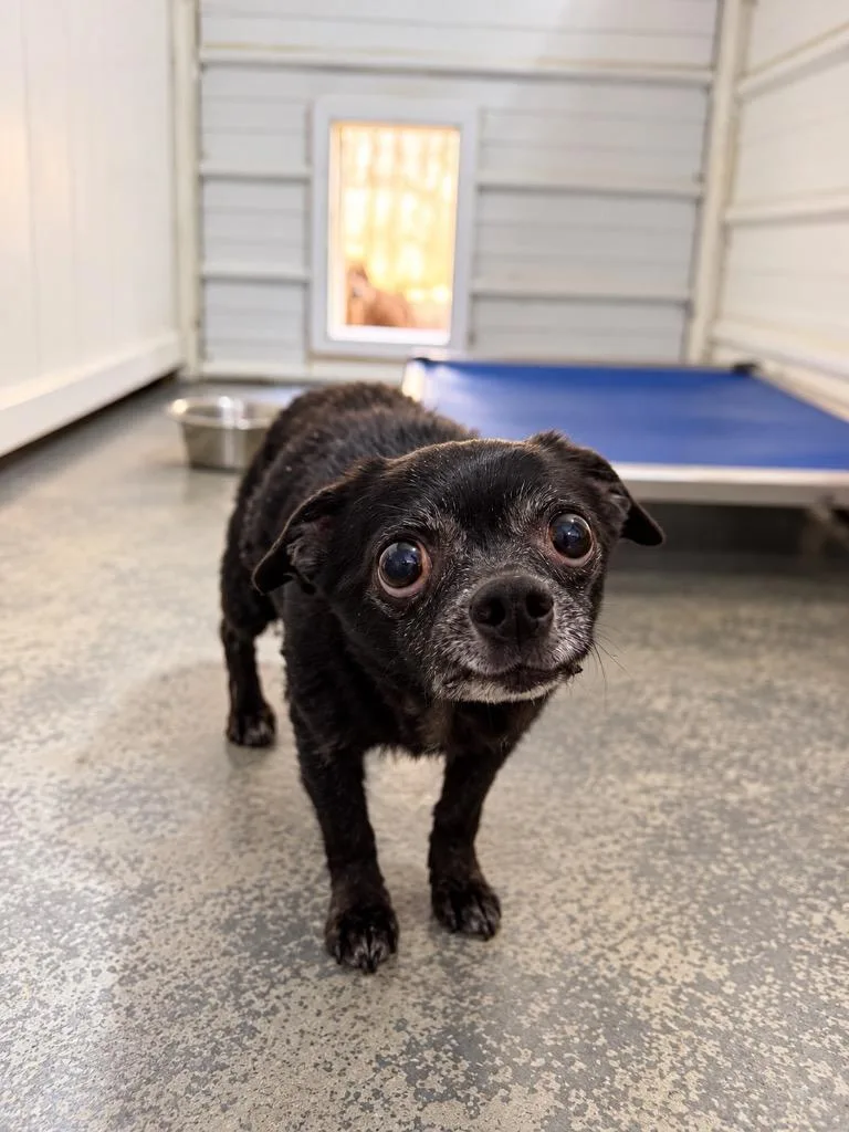 An adult small-sized female Chihuahua dog named Ruby for adoption in Crocker, MO