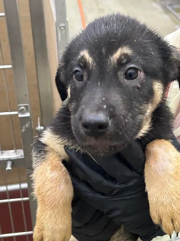 A young small-sized male Black Mixed Breed dog named Shaxx for adoption in Hobbs, NM