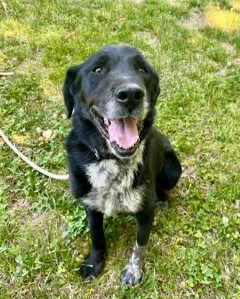 A senior medium-sized female Tricolor (Brown, Black, & White) Labrador Retriever dog named Jubilee for adoption in Mocksville, NC