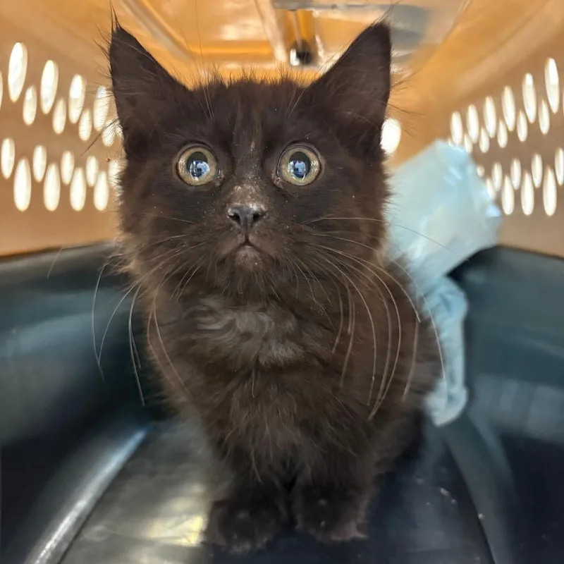 A baby small-sized female Black Domestic Medium Hair cat named Betsy for adoption in Branford, CT