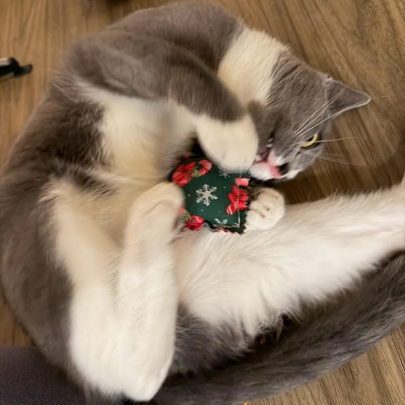 Matcha Teac thumbnail 2