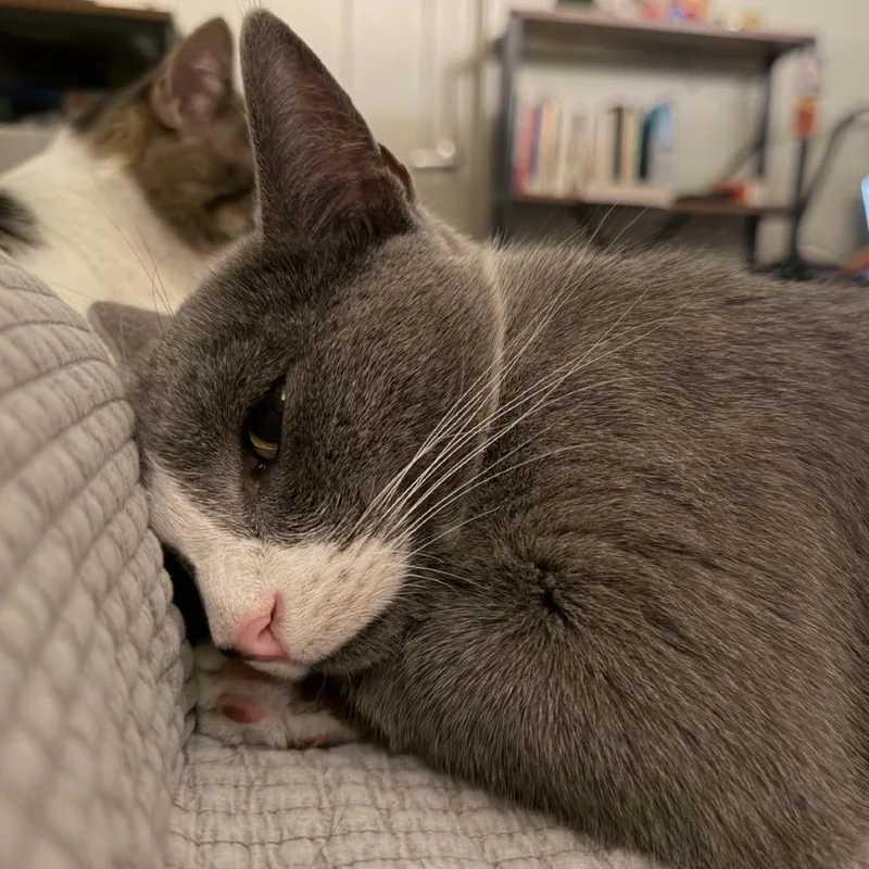 Matcha Teac thumbnail 3