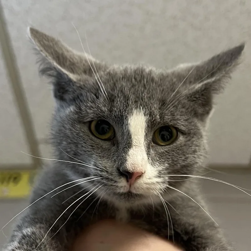 Matcha Teac thumbnail 4