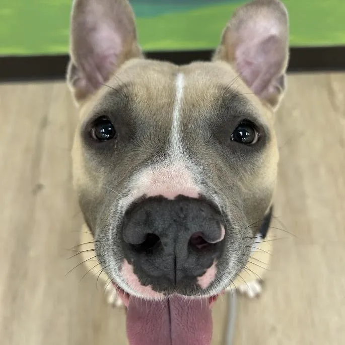 An adult medium-sized female Yellow / Tan / Blond / Fawn Pit Bull Terrier dog named "Dixie" for adoption in Lyndhurst, VA
