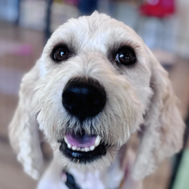 A young medium-sized female Poodle dog named Chamomile for adoption in Palatine, IL