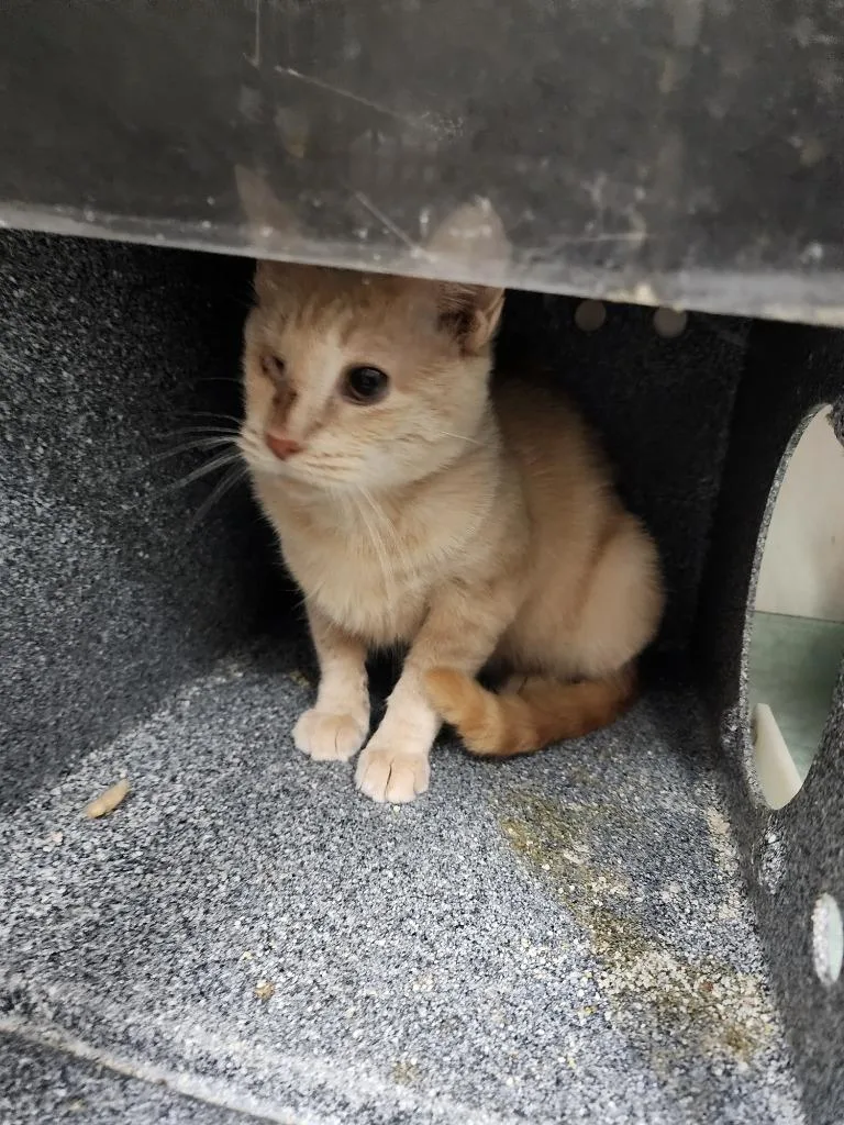 A young small-sized female Domestic Short Hair cat named Jank Eye Mcgee for adoption in Rome, GA