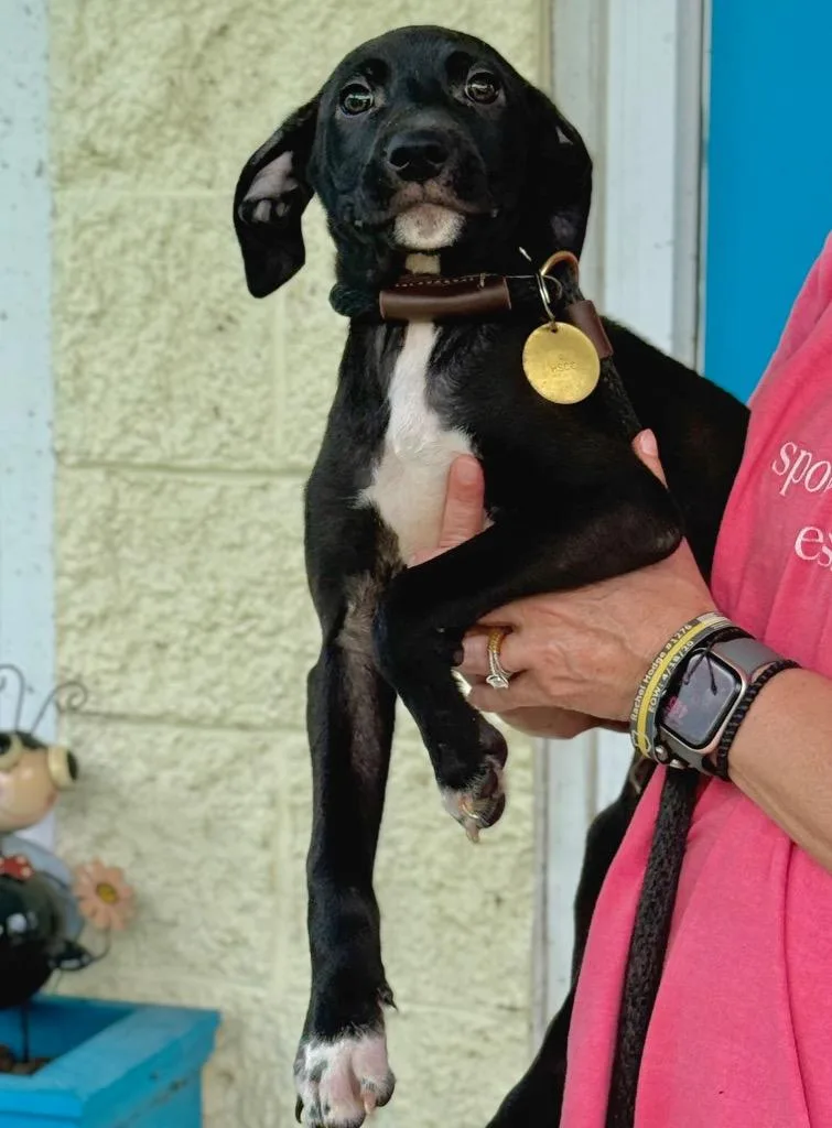 A baby medium-sized male Mixed Breed dog named Toby for adoption in Kingsland, GA
