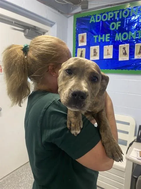 A baby small-sized female Pit Bull Terrier dog named Athena for adoption in Westminster, MD
