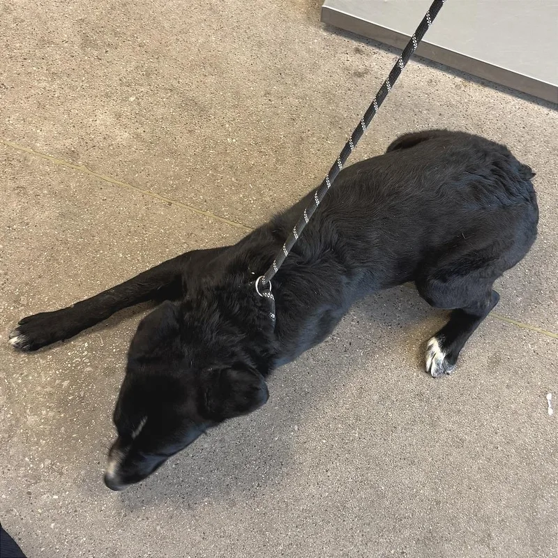 A young medium-sized female Black Mixed Breed dog named Gigi for adoption in Las Cruces, NM