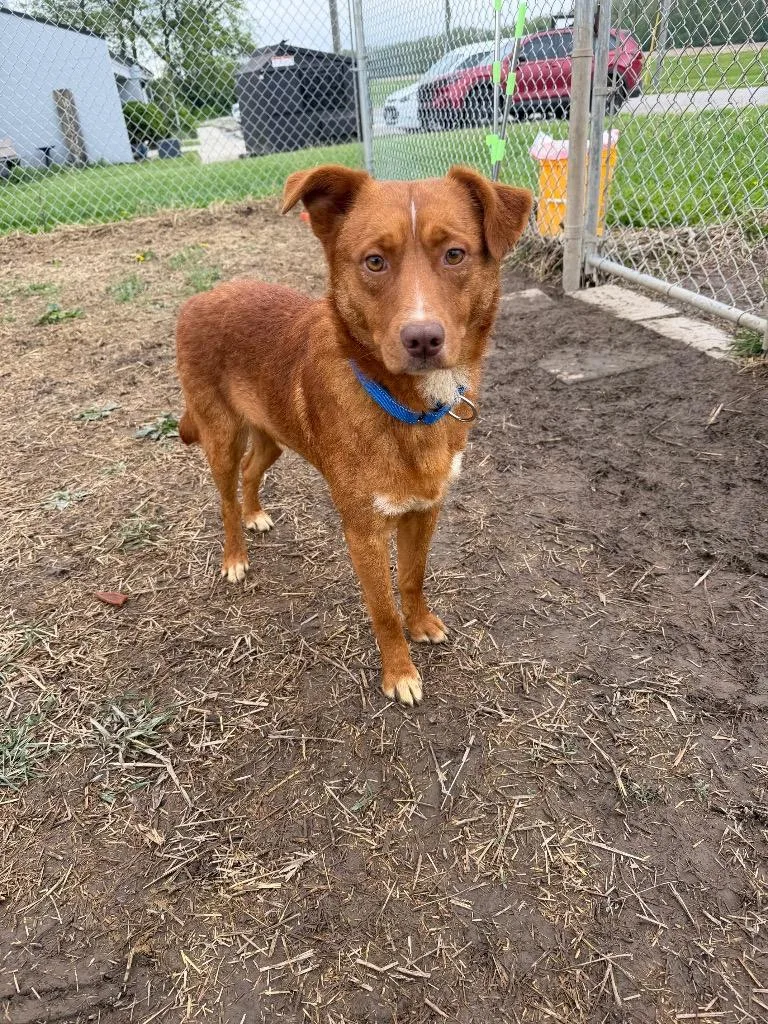 A young medium-sized male Golden Retriever dog named Woody for adoption in Marion, OH