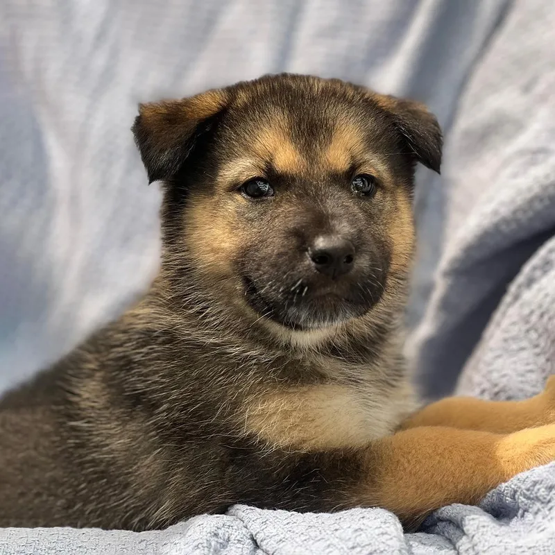 A baby large-sized male Shepherd dog named Marshmallow Pup  Fluffernutter for adoption in San Diego, CA