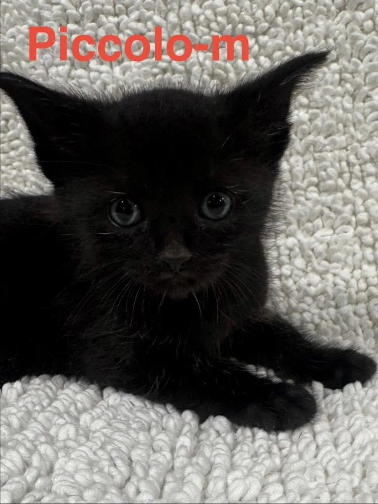 A baby small-sized male Domestic Short Hair cat named Piccolo for adoption in Brookhaven, MS