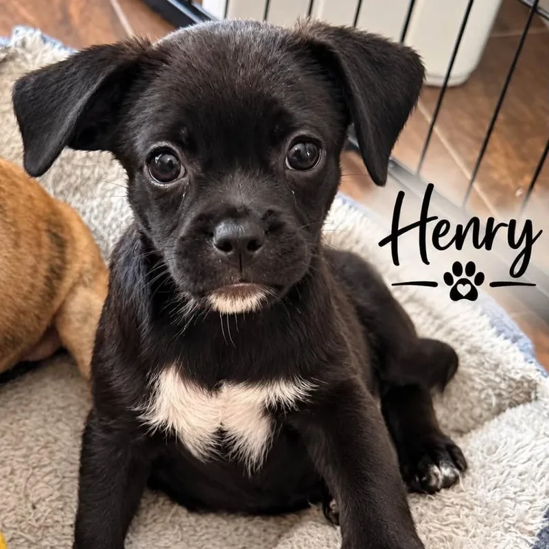 A baby small-sized male Terrier dog named Henry for adoption in Santa Fe, TX