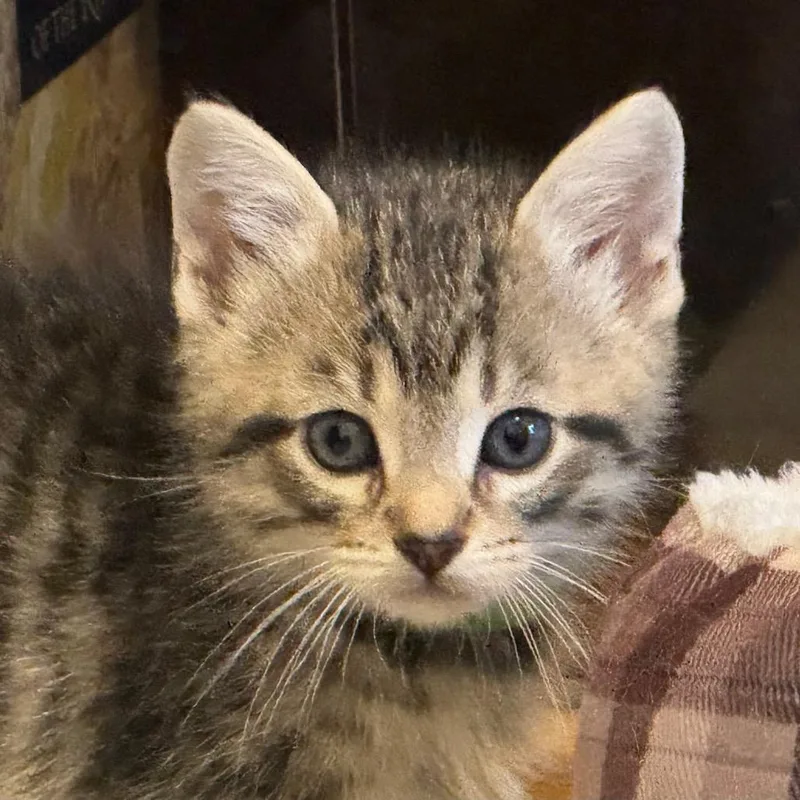 A baby small-sized male Brown / Chocolate Domestic Short Hair cat named Precious for adoption in Franklin, TN