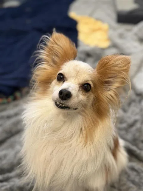 An adult small-sized male Papillon dog named Tails for adoption in Fort Wayne, IN