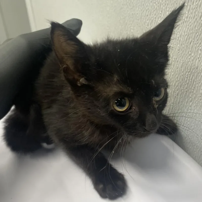 A baby small-sized female Black Domestic Short Hair cat named Vanessa for adoption in Tampa, FL