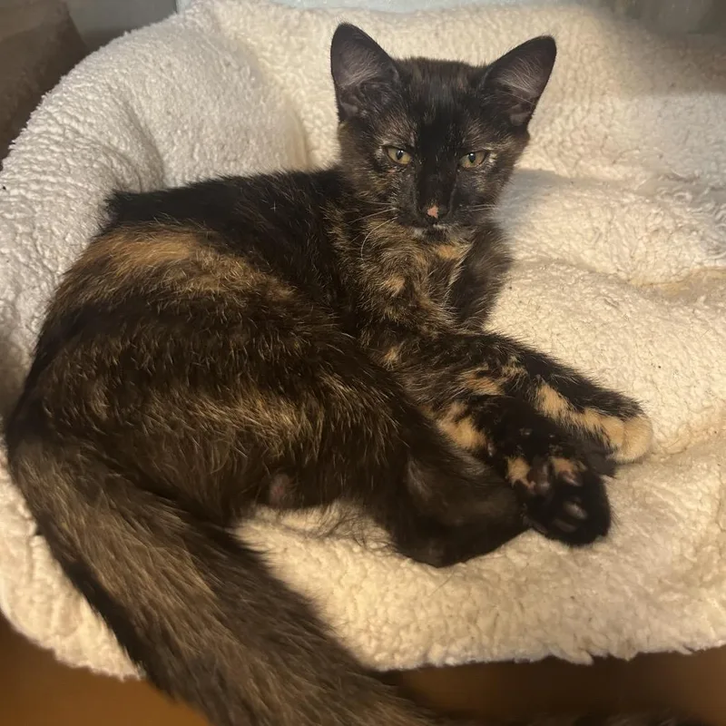 A baby small-sized female Tortoiseshell Domestic Short Hair cat named Taffy for adoption in Point Richmond, CA