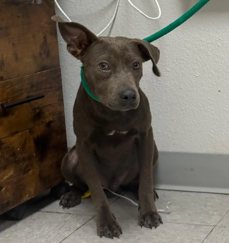 A young medium-sized male Pit Bull Terrier dog named Romano for adoption in Sorrento, LA