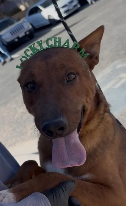 An adult medium-sized male Brown / Chocolate Mixed Breed dog named Cinnamon for adoption in El Paso, TX