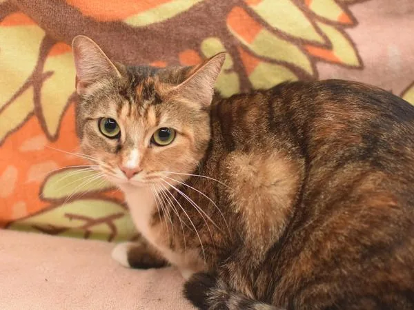 An adult medium-sized female Domestic Short Hair cat named Smudge for adoption in Portland, OR