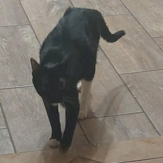 A young medium-sized female Black Domestic Short Hair cat named Ophelia for adoption in Newcastle, OK