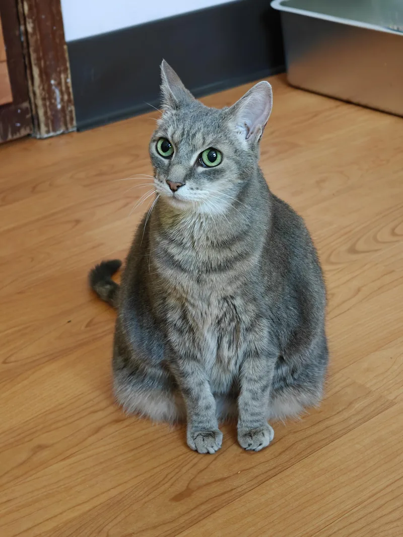 A senior large-sized female Gray & White Domestic Short Hair cat named Gigi for adoption in New Britain, CT