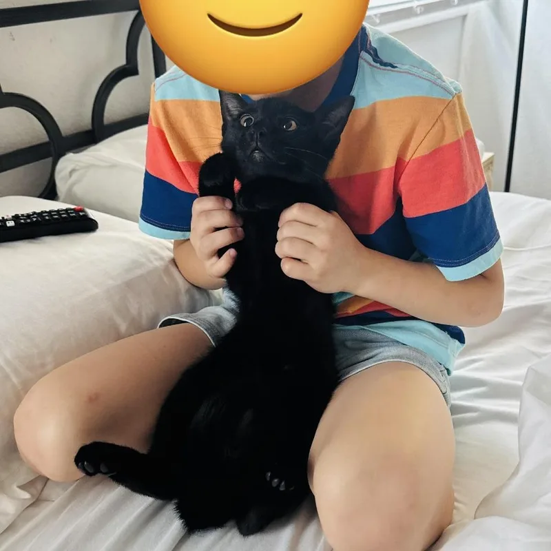 A baby small-sized male Black Domestic Short Hair cat named Night and Jason for adoption in Fort Worth, TX