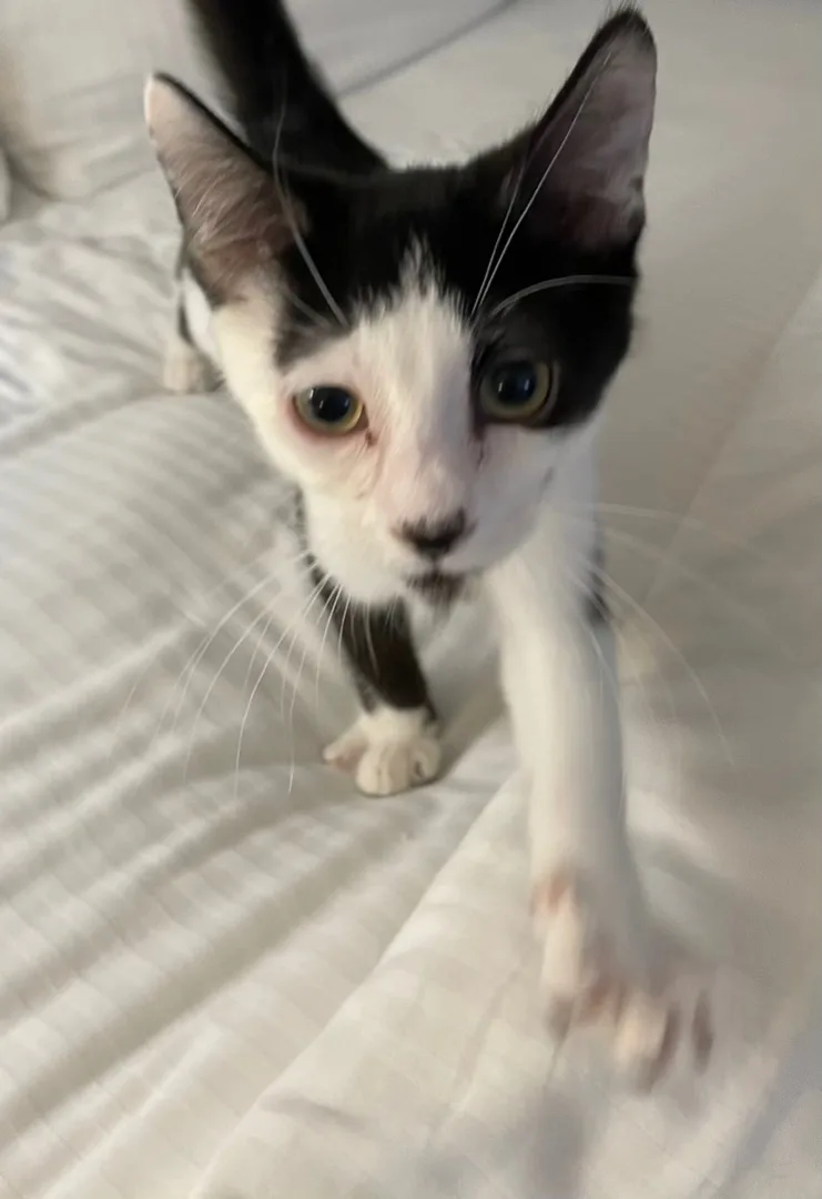 Trouble Indoor Only thumbnail 2