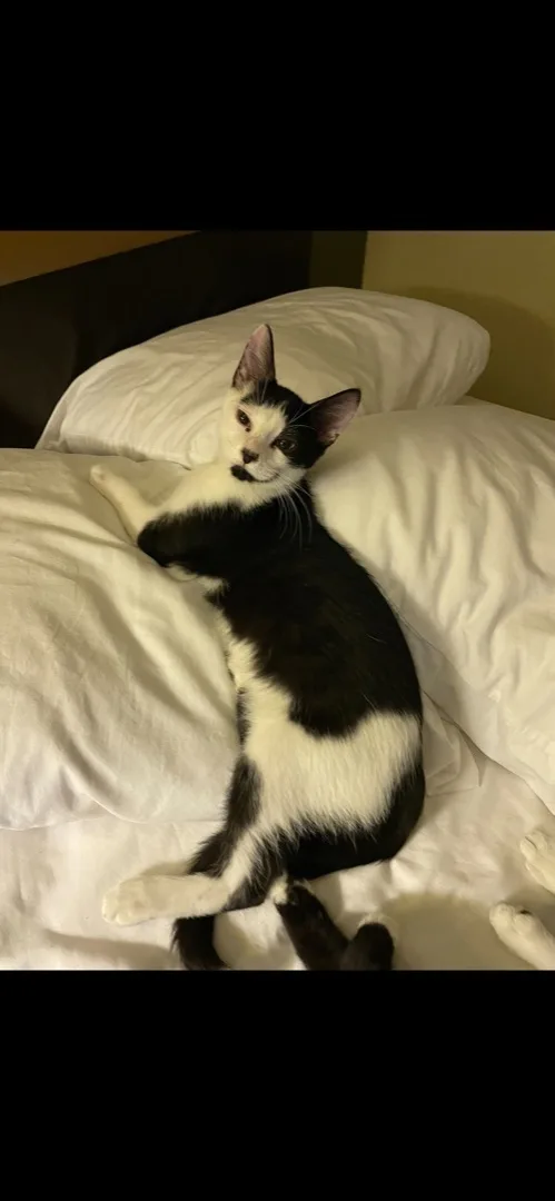 Trouble Indoor Only thumbnail 3