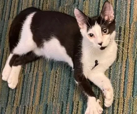 Trouble Indoor Only thumbnail 4