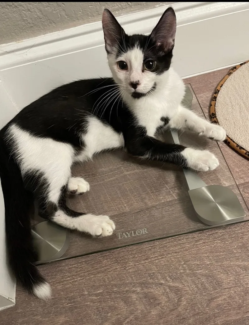 Trouble Indoor Only thumbnail 5