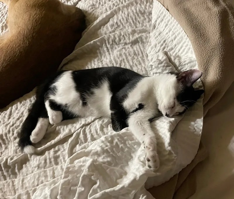 Trouble Indoor Only thumbnail 6