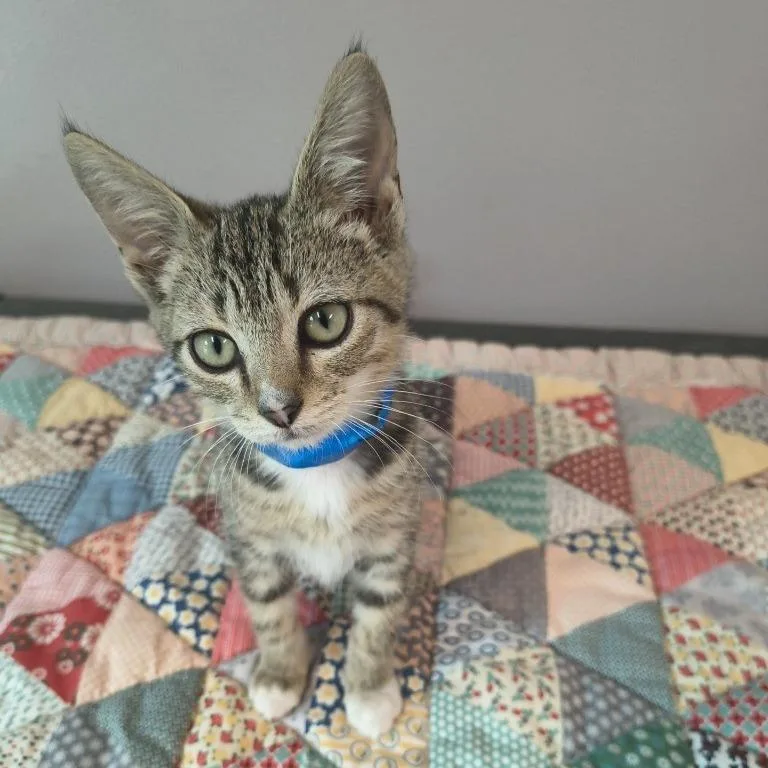 A baby small-sized male Gray / Blue / Silver Domestic Short Hair cat named Tex for adoption in Knoxville, TN